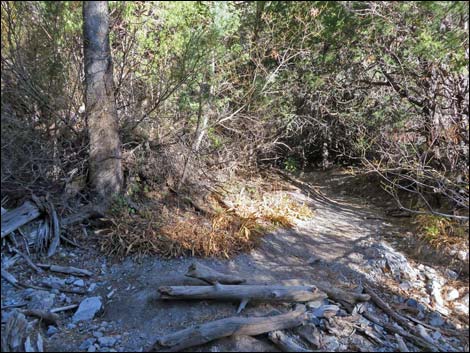 Fletcher Canyon Trail