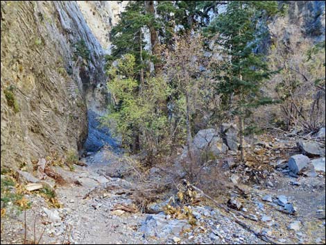 Fletcher Canyon Trail