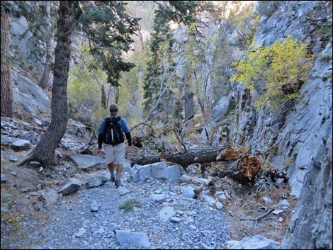 Fletcher Canyon Trail