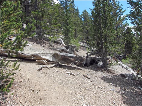 Fletcher Peak Trail