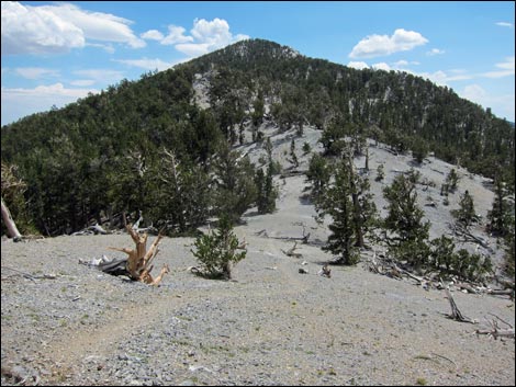 Fletcher Peak Trail