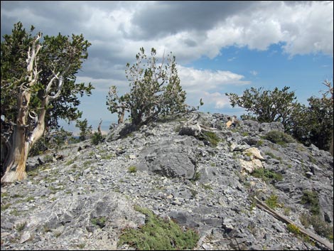 Fletcher Peak Trail