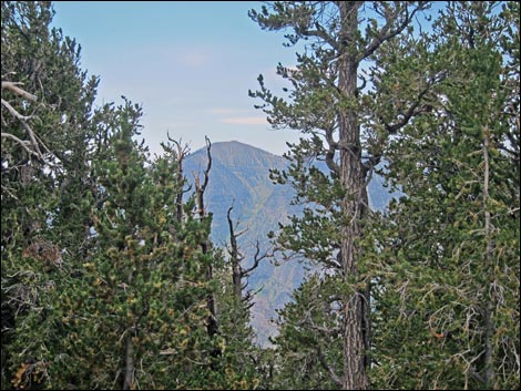 Fletcher Peak Trail