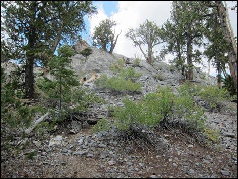 Fletcher Peak Trail