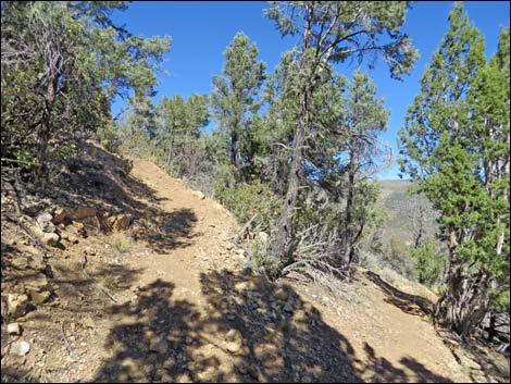 Griffith Shadow South Trail