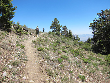 Griffith Peak Trail