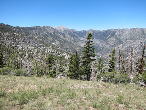 Griffith Peak Trail