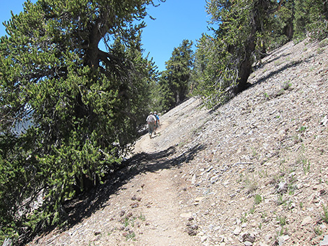 Griffith Peak Trail