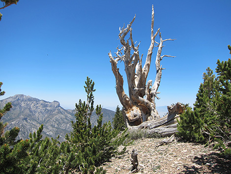 Griffith Peak Trail