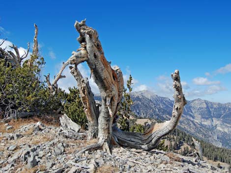 Griffith Peak