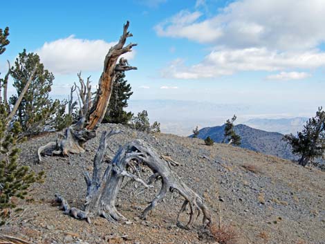 Griffith Peak