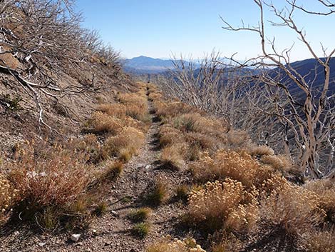 Harris Saddle Trail