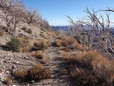 Harris Saddle Trail