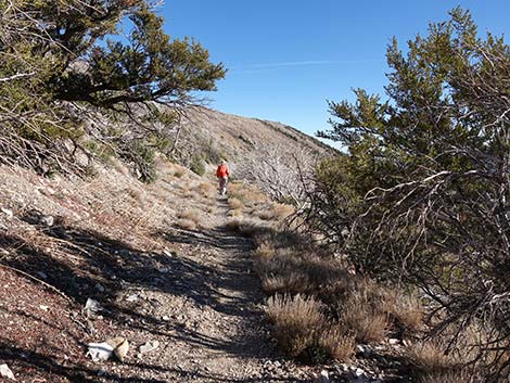 Harris Saddle Trail