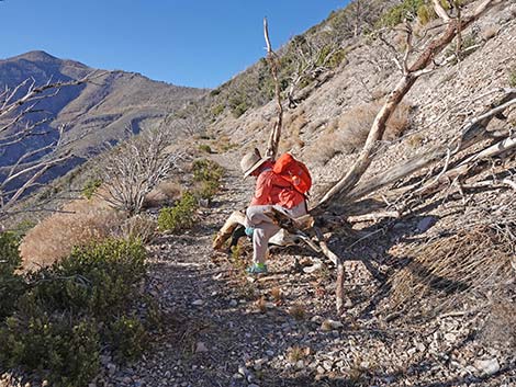 Harris Saddle Trail