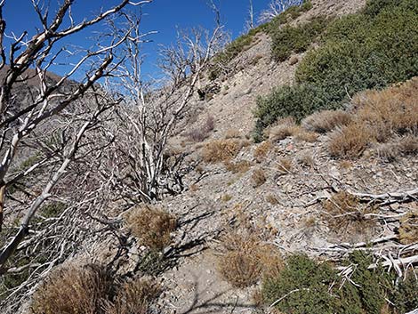 Harris Saddle Trail