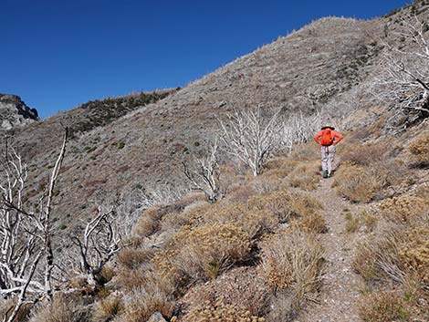 Harris Saddle Trail