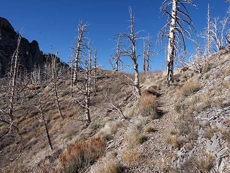 Harris Saddle Trail