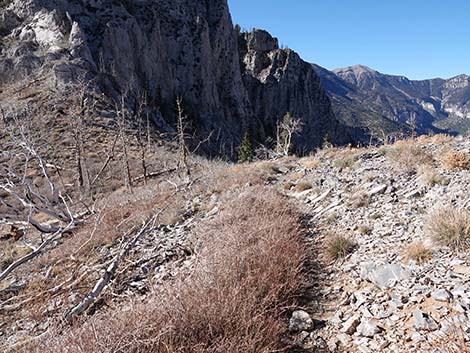 Harris Saddle Trail