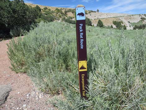 Escarpment Trail