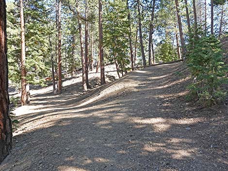 Cathedral Rock Trail