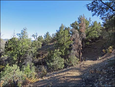 Lovell Canyon Trail