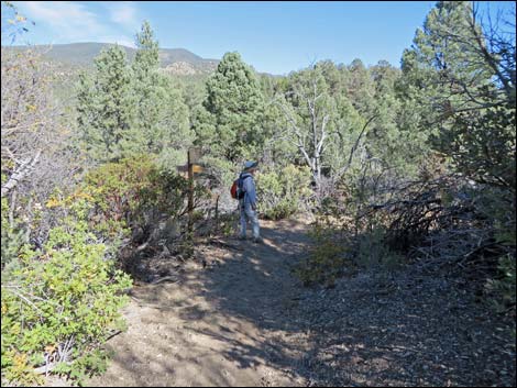 Lovell Canyon Trail