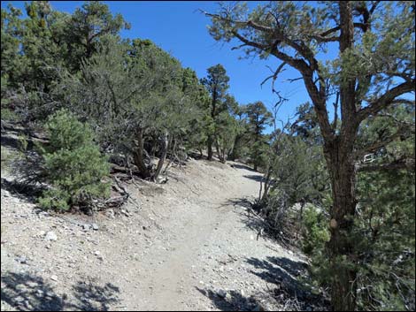 Big Sawmill Loop Trail