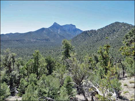 Big Sawmill Loop Trail