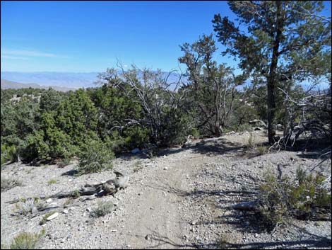 Big Sawmill Loop Trail