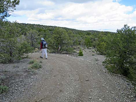 Blue Tree Loop Trail