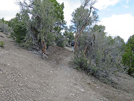 Blue Tree Loop Trail