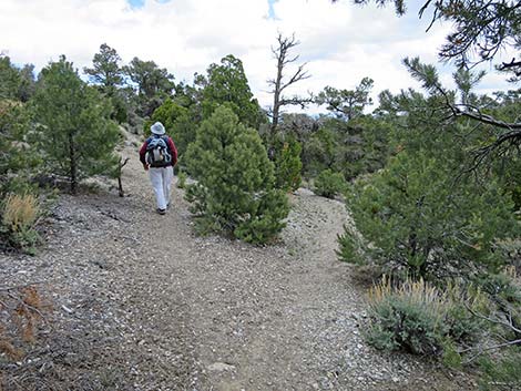 Blue Tree Loop Trail