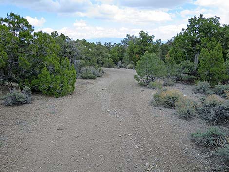 Blue Tree Loop Trail