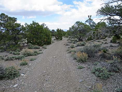 Blue Tree Loop Trail