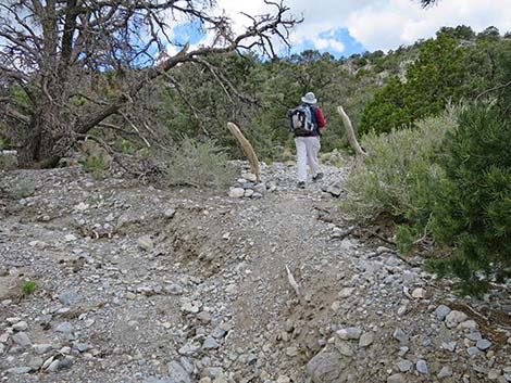 Blue Tree Loop Trail