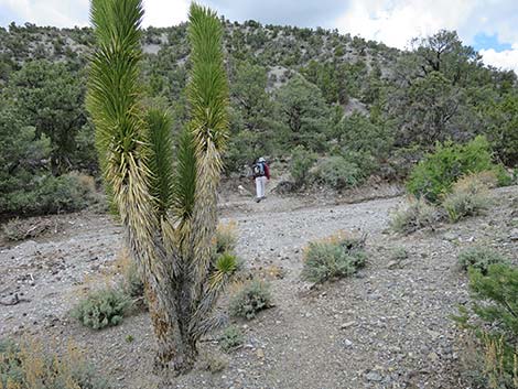 Blue Tree Loop Trail