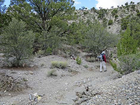 Blue Tree Loop Trail