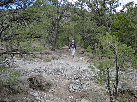 Blue Tree Loop Trail