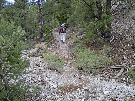 Blue Tree Loop Trail