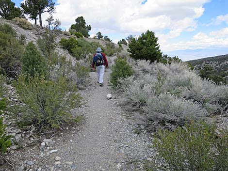 Blue Tree Loop Trail