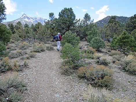 Blue Tree Loop Trail