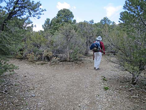 Blue Tree Loop Trail