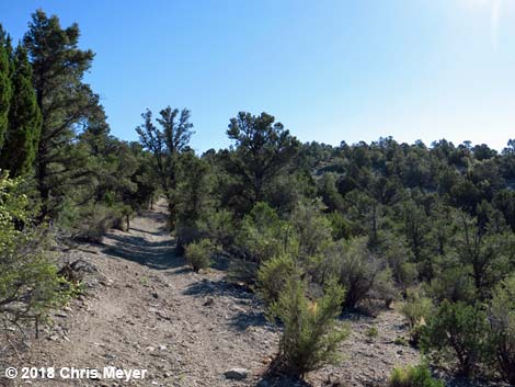 Blue Tree Loop Trail