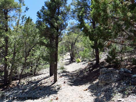 Blue Tree Loop Trail