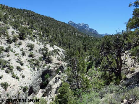 Blue Tree Loop Trail