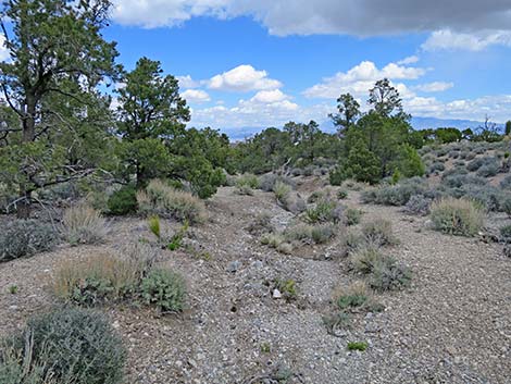 Rocky Gorge Loop Trail