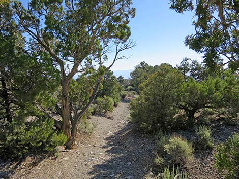 Rocky Gorge Loop Trail