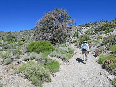 Rocky Gorge Loop Trail