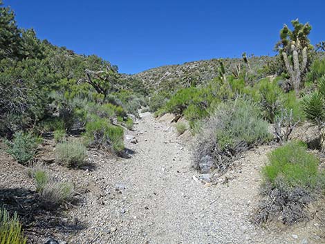 Rocky Gorge Loop Trail